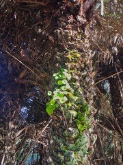 Umbilicus horizontalis