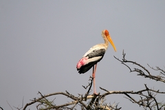 Mycteria leucocephala