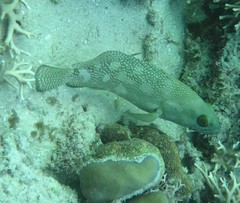 Epinephelus ongus