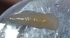 Leptoplana tremellaris