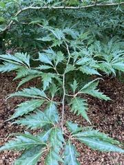 Magnoliopsida