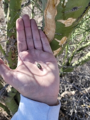 Actenodes calcaratus