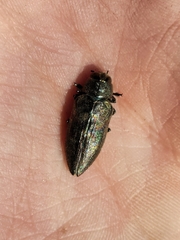 Actenodes calcaratus
