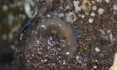 Leptoplana tremellaris