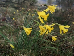 Narcissus minor