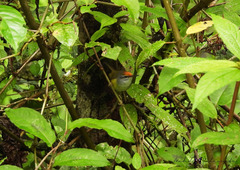 Phyllergates cucullatus cucullatus