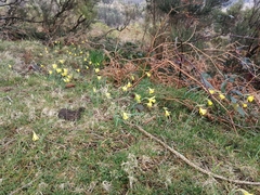 Narcissus minor