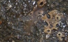 Leptoplana tremellaris