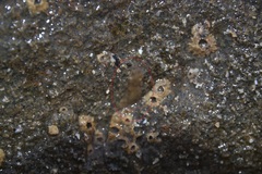 Leptoplana tremellaris