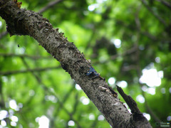 Callimorpha dominula