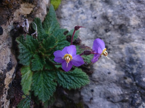 Pyrenean Violet