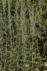 Artemisia afra