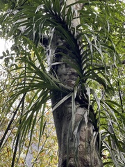 Freycinetia formosana