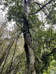 Freycinetia formosana