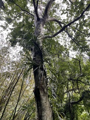 Freycinetia formosana