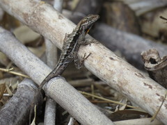 Anolis mccraniei