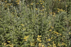Artemisia afra