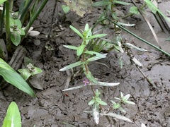 Ammannia auriculata