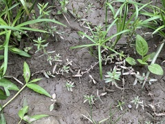 Ammannia auriculata