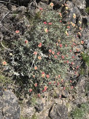 Eriogonum heracleoides