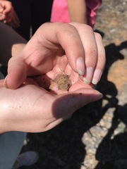 Phrynosoma douglasii