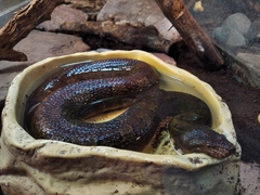 Candoia aspera