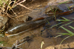 Catostomus occidentalis