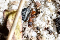 Tetramorium fuscipes