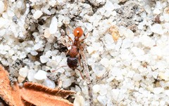 Tetramorium fuscipes