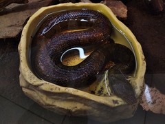Candoia aspera
