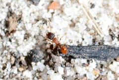 Tetramorium fuscipes