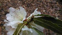 Rhododendron irroratum