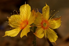 Mentzelia lindleyi