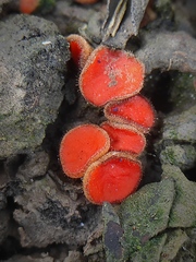 Scutellinia