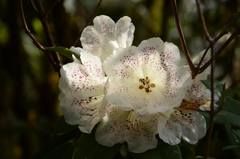Rhododendron irroratum