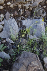 Conium fontanum