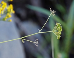 Conium fontanum
