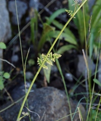 Conium fontanum