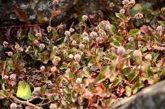 Persicaria capitata