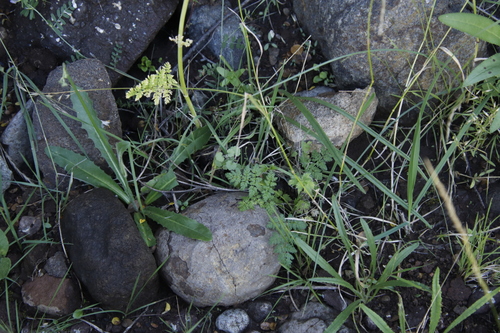 Image of Conium Fontanum (Conium fontanum) by (c) Tony Rebelo, some rights reserved (CC BY-SA)