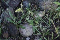Conium fontanum