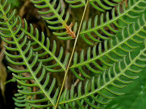 Image of Pteris biaurita by (c) Jacy Chen, some rights reserved (CC BY)