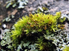 Orthotrichum cucullatum