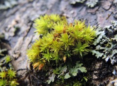 Orthotrichum cucullatum