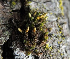 Orthotrichum cucullatum