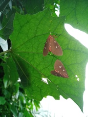 Tinolius eburneigutta