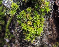 Orthotrichum cucullatum