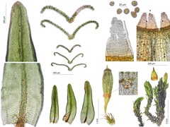 Orthotrichum cucullatum