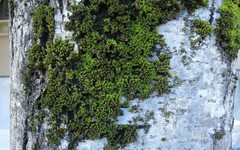 Orthotrichum cucullatum