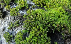 Orthotrichum cucullatum
